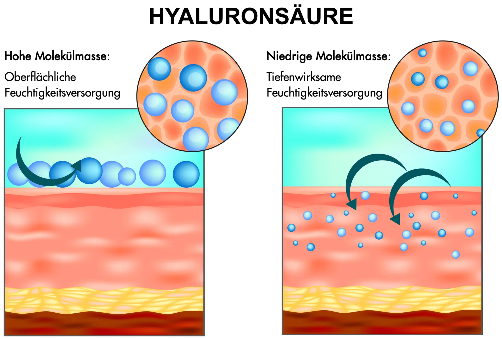 Hyaluronsäure Molekülmasse