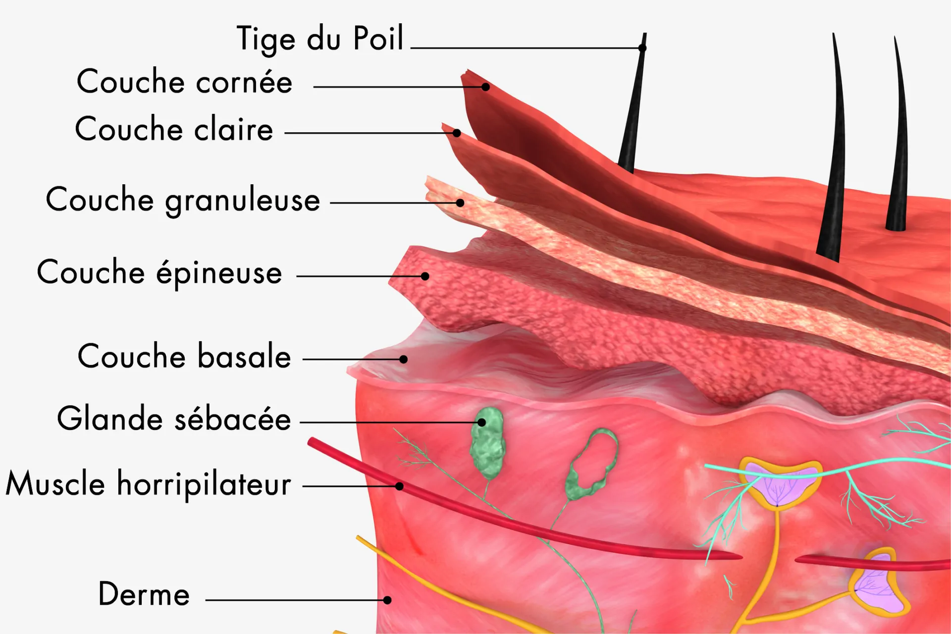 épiderme