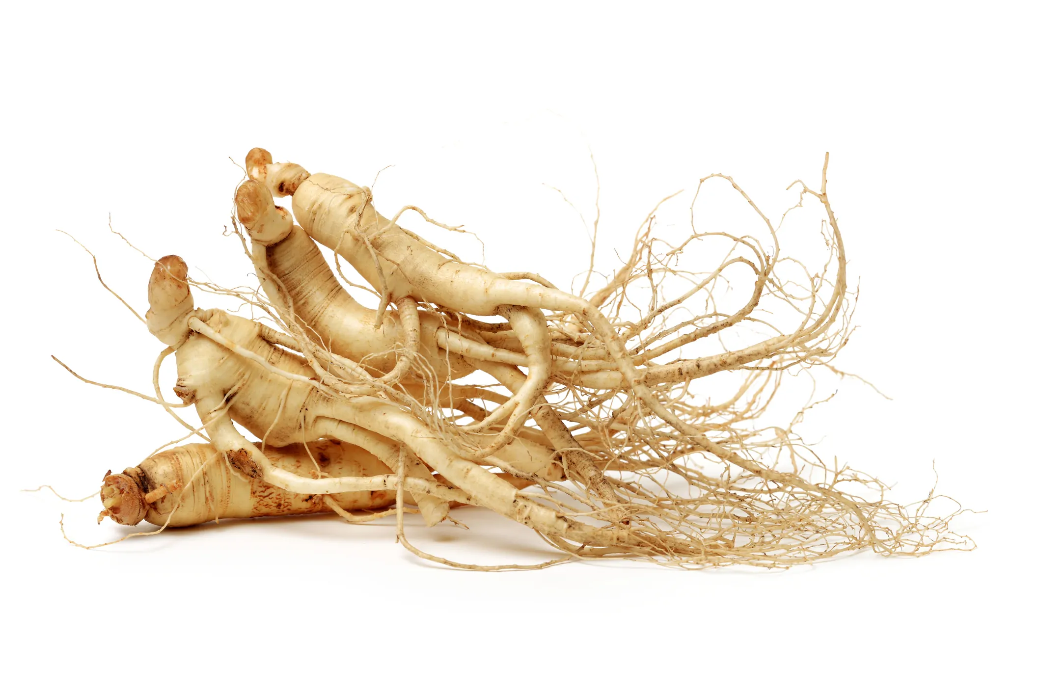 Ginseng