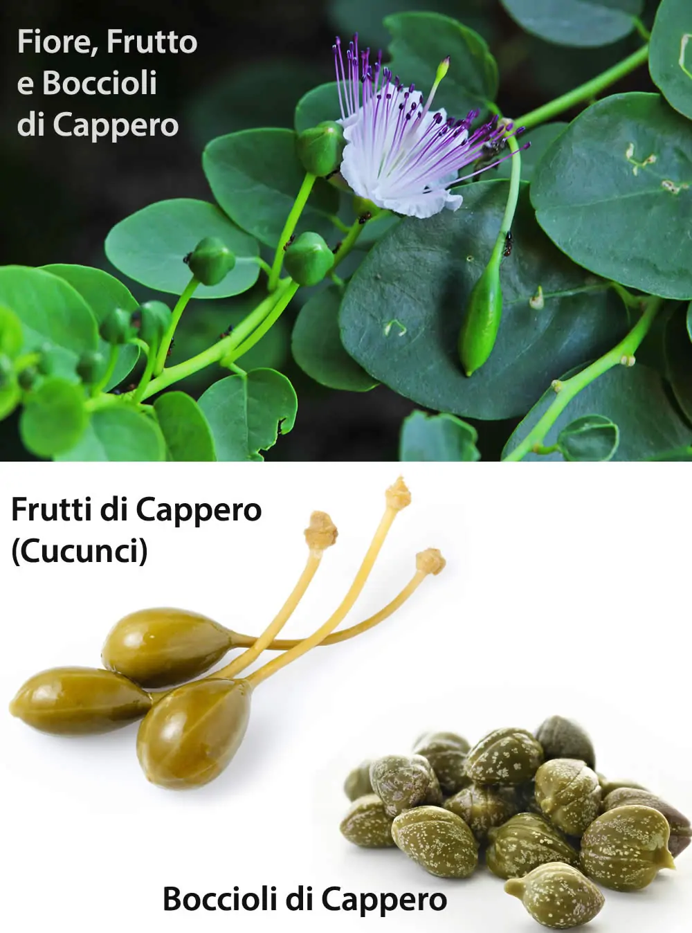 cucunci capperi