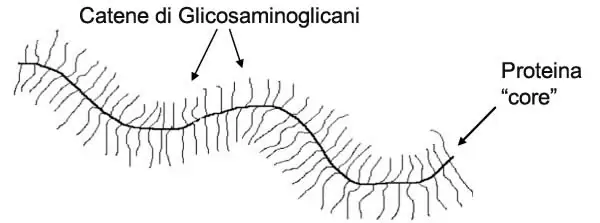 Proteoglicani