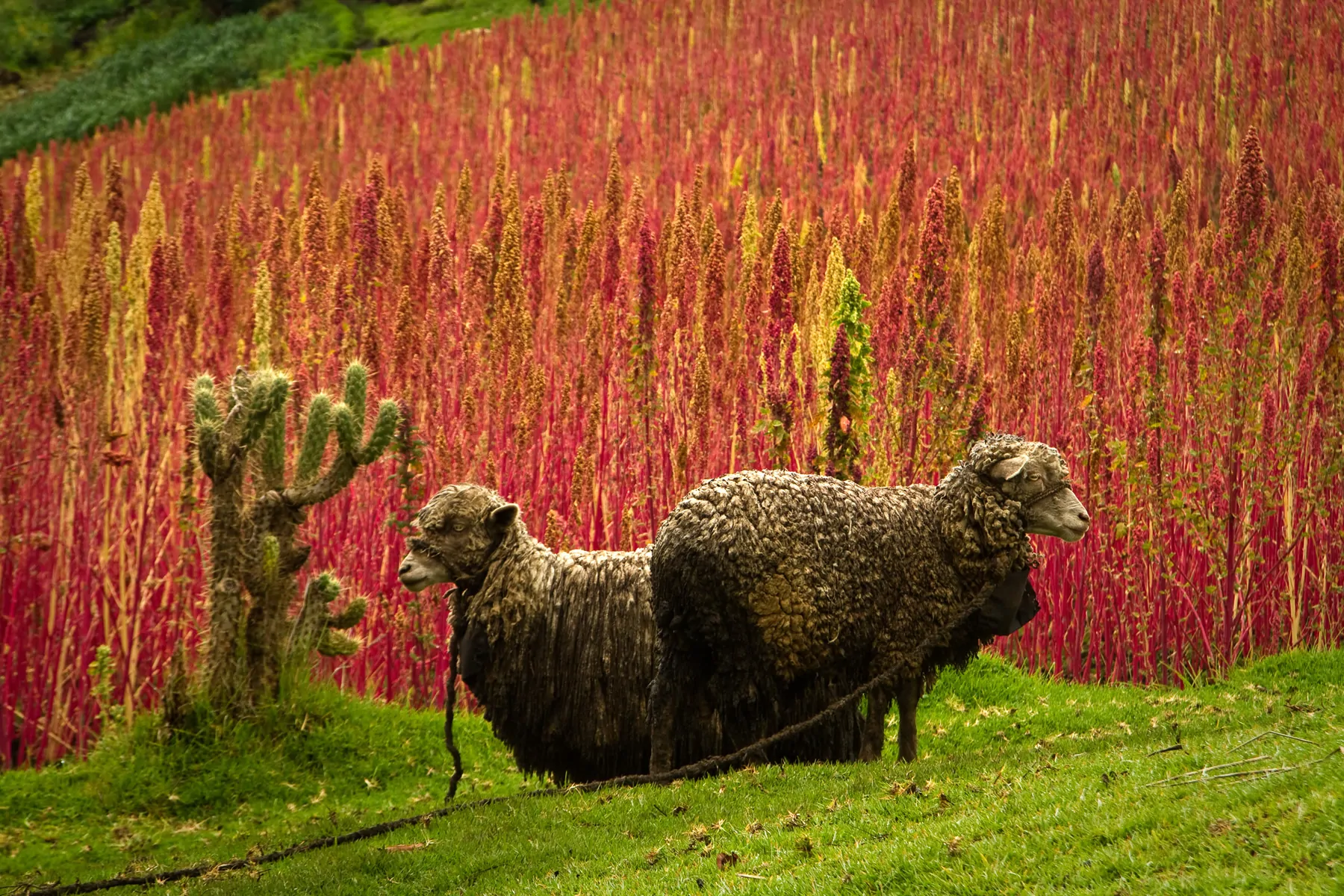 Quino piantagioni Chimborazo Ecuador