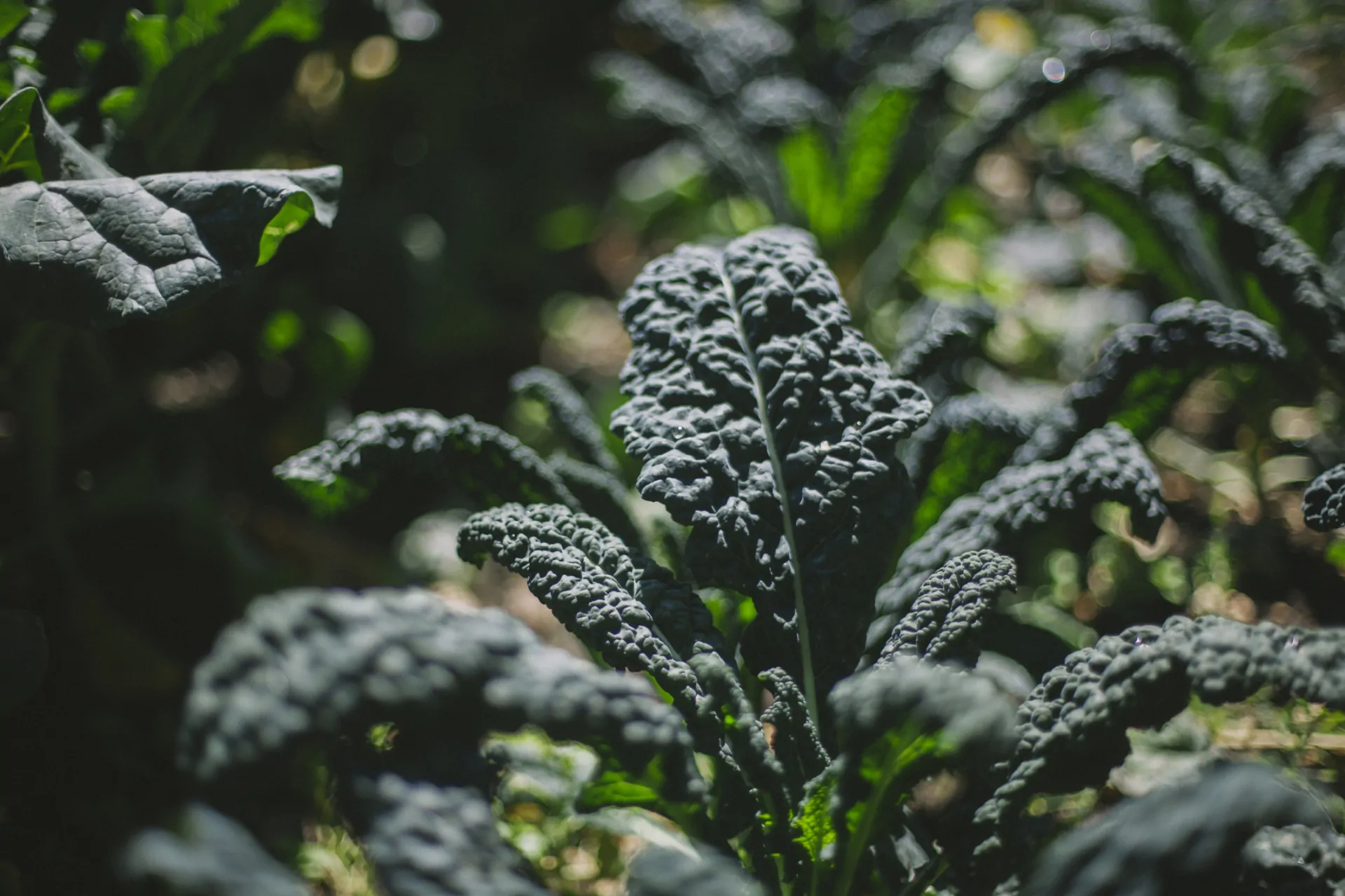 Cavolo Nero Toscano