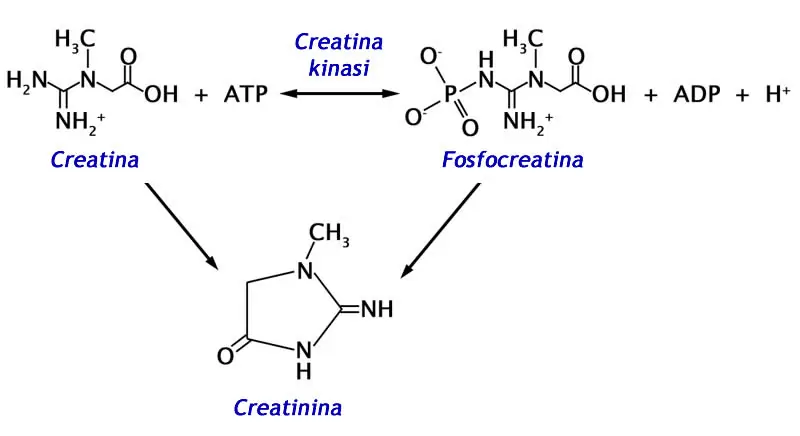 Creatina Creatinina Metabolismo