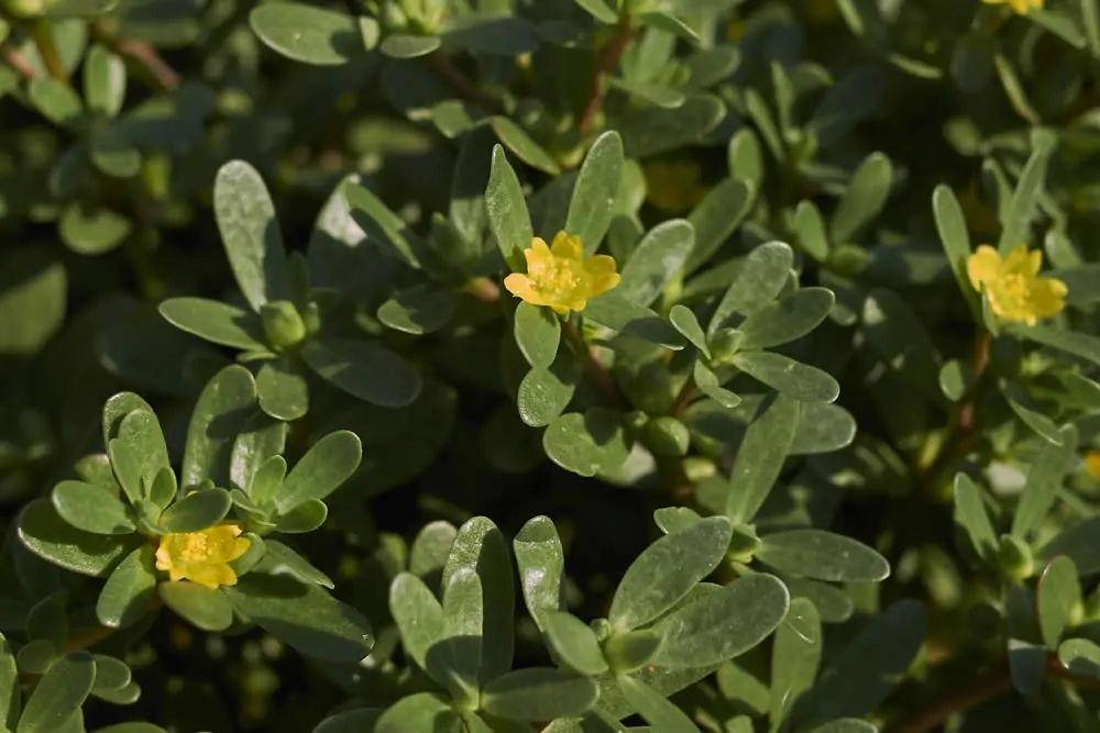 Portulaca oleracea