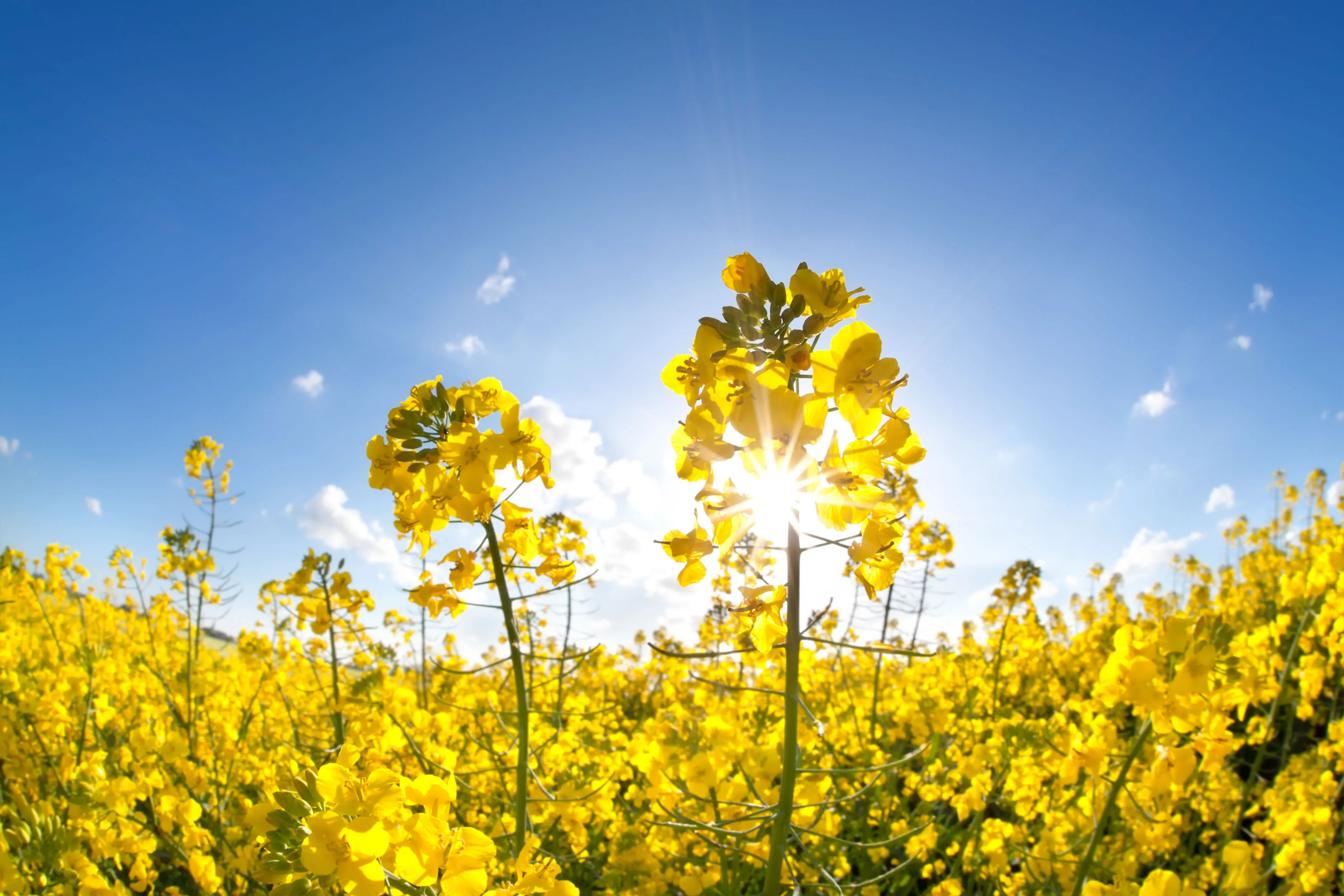 Colza Canola