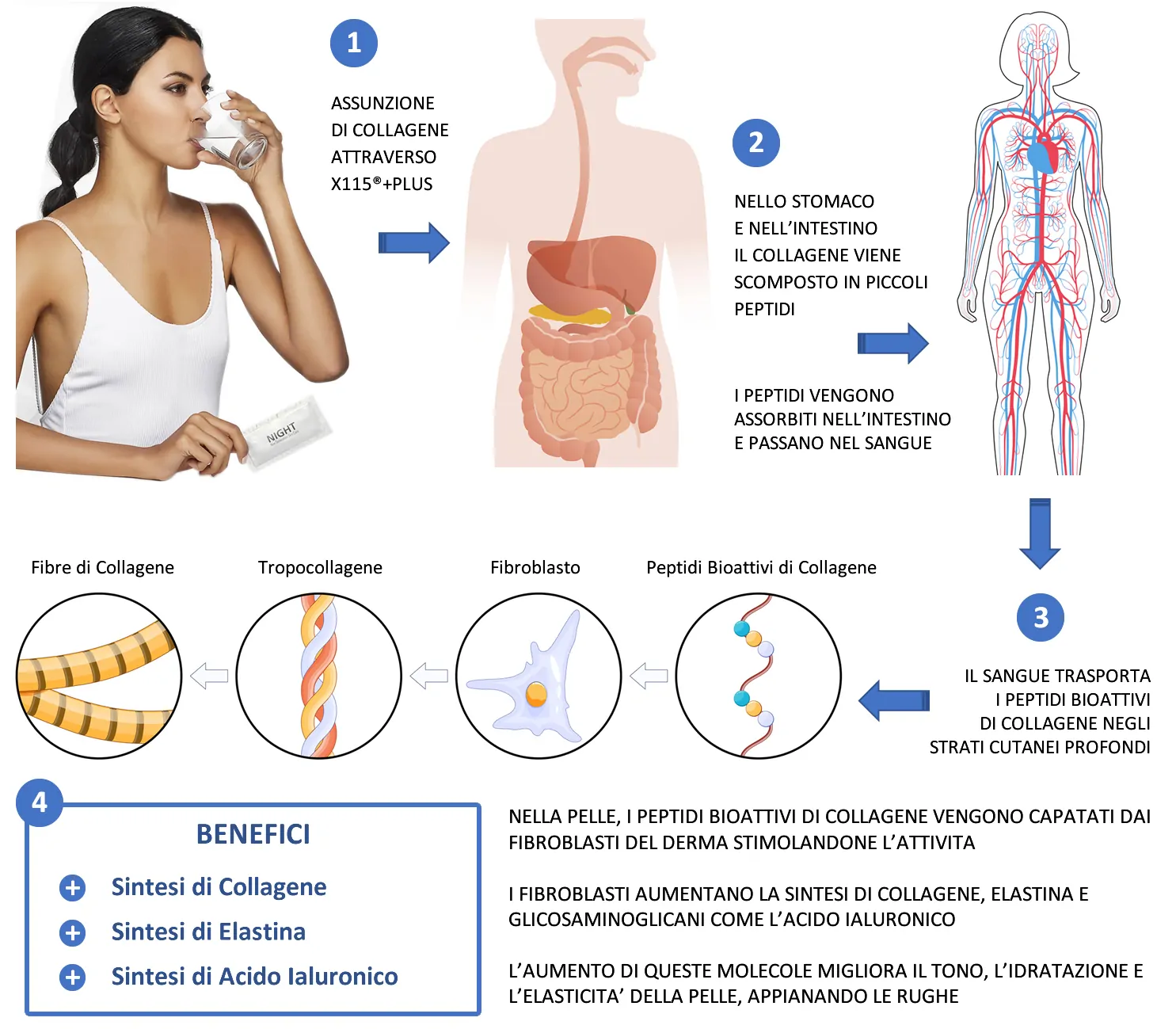 digestione collagene