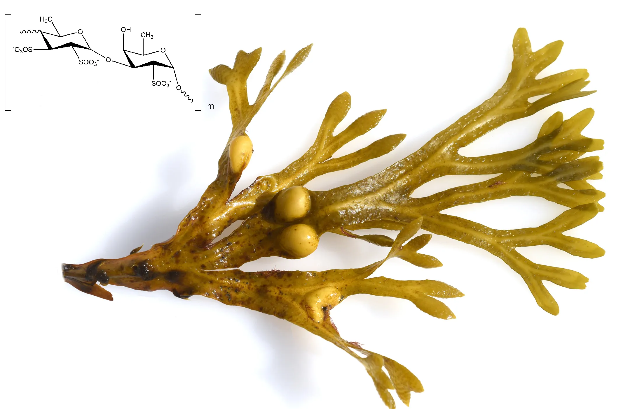 fucoidani fucus