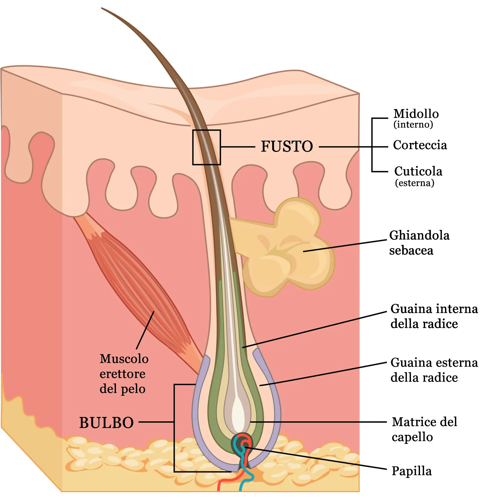 Cuoio capelluto