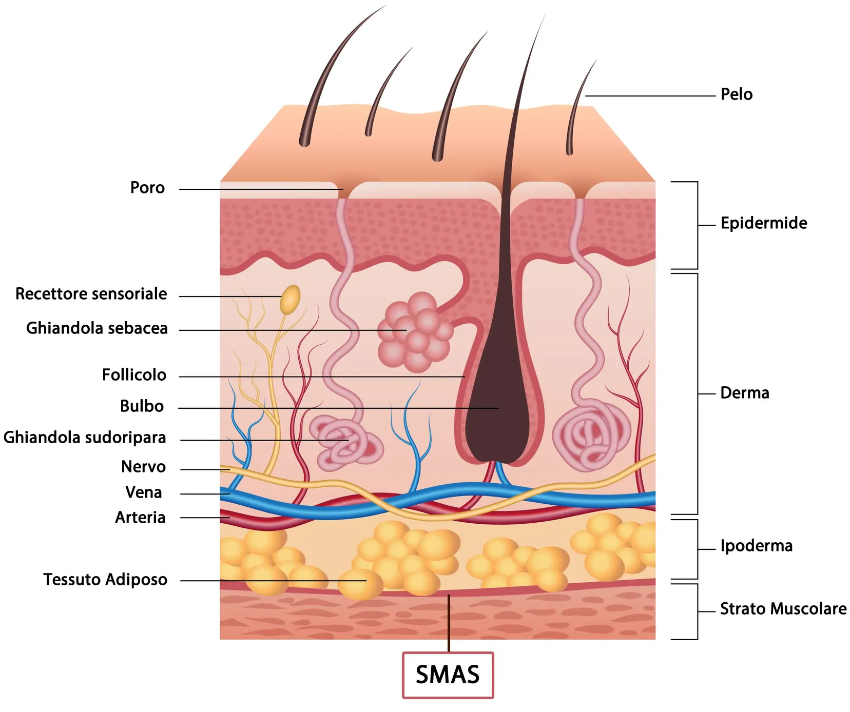 Struttura della Pelle con Derma, Ipoderma, SMAS